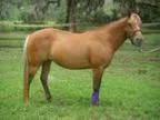 Companion Pony Pet for Adoption