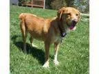 Courageous m quotf labrador puppies