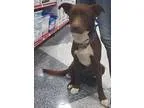 Adopt Bandit a Labrador Retriever