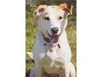 Adopt Trixie a Pointer Australian Cattle Dog (Blue Heeler)