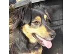 Adopt Aqua a Black - with Tan Yellow or Fawn Terrier (Unknown Ty