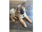 Adopt Channing a BrownChocolate - with Black Chow Chow  German S