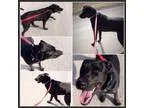 Adopt Casey a Labrador Retriever Australian Cattle Dog (Blue Hee