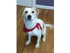 Adopt Spike a Labrador Retriever Beagle