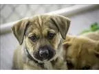 ADR Coordinator