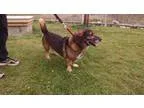 Adopt Wilson a Basset Hound Norwegian Elkhound