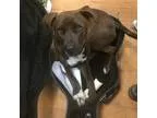 Adopt Ridge a BrownChocolate - with White Labrador Retriever  Am