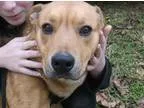 Adopt Rusty a RedGoldenOrangeCh estnut Labrador Retriever  Mixed