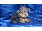 Yorkie Mf