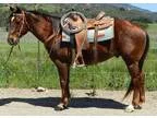 14.3 Hand 12 Year Old Liver Chestnut Aqha Gelding