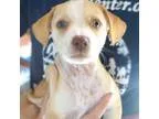 Adopt Zaida a Basset Hound  Beagle dog in Rancho Santa Fe CA (15