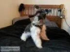 mo. mini Schnauzer