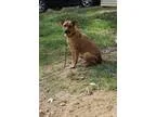 Adopt Major a Labrador Retriever Affenpinscher