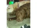 Adopt Cocoa a Labrador Retriever
