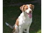Adopt Marc Anthony a Foxhound Catahoula Leopard Dog