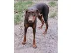 Adopt Maddie a Doberman Pinscher