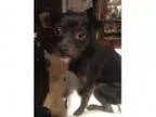 Adopt Ditzie-pending adoption a Black Shih Tzu Terrier (Unknown