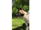 Adopt CHARLIE a BrownChocolate - with White Akita  Mixed dog in 