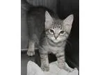 Adopt Quentin a Brown Tabby Domestic Shorthair  Mixed cat in Hil