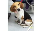 Adopt Annie (Has application) a White - with Tan Yellow or Fawn 