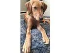 Adopt Tucker D160606 a RedGoldenOrangeCh estnut Labrador Retriev