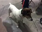 Adopt Patty a Tricolor (TanBrown and Black and White) Jack Russe