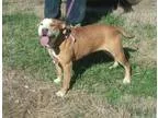 Adopt Ginger a Boxer Labrador Retriever