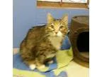 Adopt Rascal a Tabby