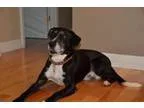 Adopt Dominic a Labrador Retriever