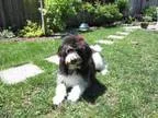 Adopt Izzy a Poodle Labrador Retriever