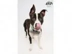 Adopt Tyco the Pool Boy a Australian Cattle Dog (Blue Heeler) Bo