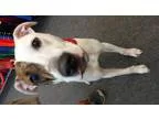 Adopt Petey a Bull Terrier Boxer