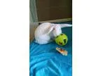 Adopt Whisper a White Mini Lop  Mixed (short coat) rabbit in Mon