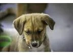 Adopt Angela a German Shepherd Dog  Husky  Mixed dog in Kelowna 