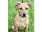 Kaelyn - Female Labrador RetrieverBoxer Mix