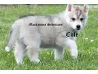 Handsome GrayWhite male Cole