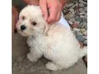 Adopt LhasaBichon puppies a Black Bichon Frise  Lhasa Apso  Mixe