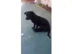 Adopt Draven a Dachshund  Mixed dog in Los Banos CA (15443502)