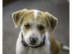 Adopt Phyllis a German Shepherd Dog  Husky  Mixed dog in Kelowna