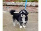Adopt Cookie a Black - with White Shih Tzu Poodle (Miniature)