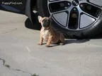 Red Quad Car
