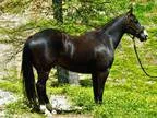 Stunning Black Gelding the Whole Family Can Enjoy