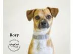 Adopt Rory a Beagle