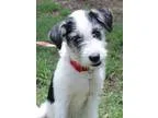 Adopt ADDIE a White - with Black Welsh Terrier  Terrier (Unknown