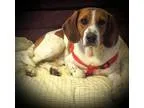 Adopt Hank a White - with Brown or Chocolate Foxhound  Basset Ho