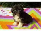 Adopt Ringo a Black - with Gray or Silver Shih Tzu Pekingese M