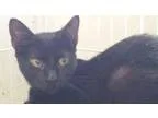 Adopt Rex a Bombay