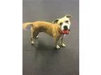 Adopt Honey Buns a Pit Bull Terrier  Mixed dog in Berea OH (1538