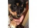 Adopt Eden a German Shepherd Dog