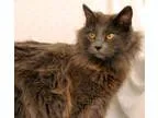 Adopt Fritter a Gray or Blue Domestic Mediumhair (medium coat) c